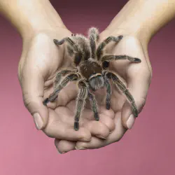 /img/19952-tarantula-species.webp