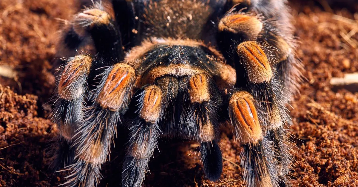 /img/19954-mexican-red-knee-tarantula-breeding.webp