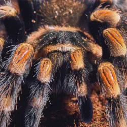 /img/19954-mexican-red-knee-tarantula-breeding.webp
