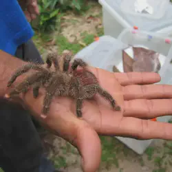 /img/19957-pink-toe-tarantula-happy.webp