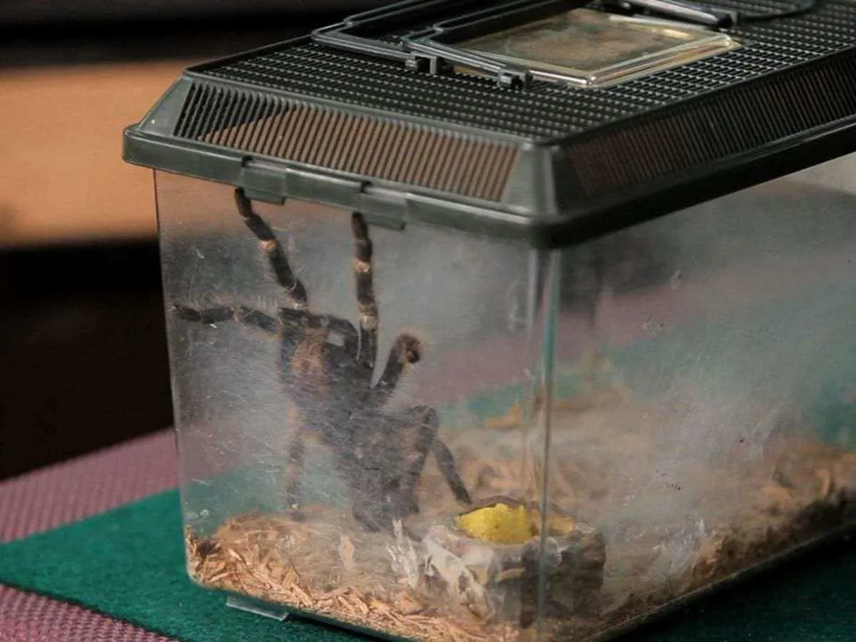 19957 pink toe tarantula ventilation importance