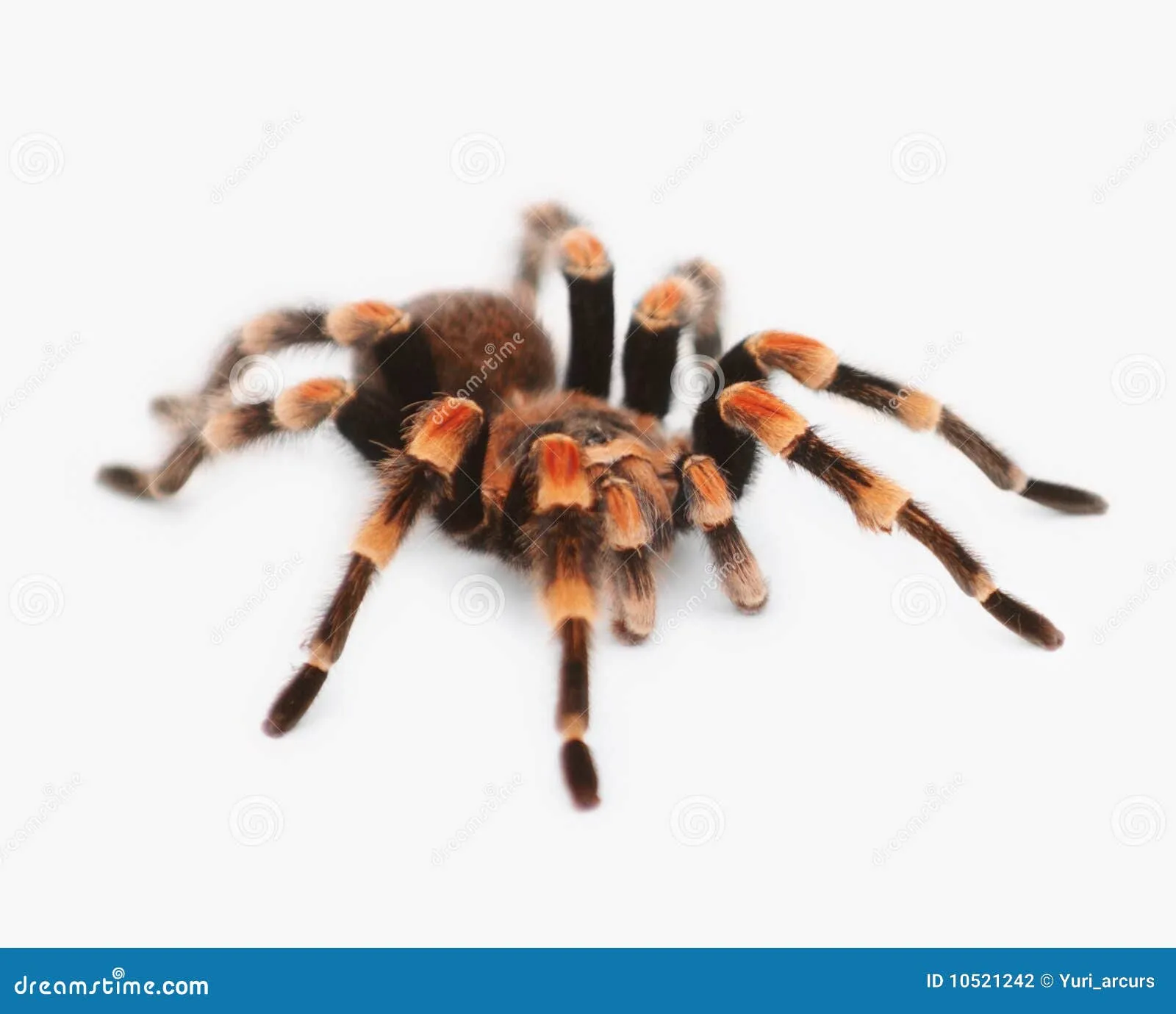 19960 tarantula species