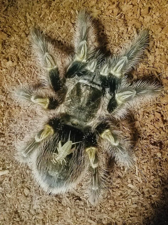 19961 cricket feeding