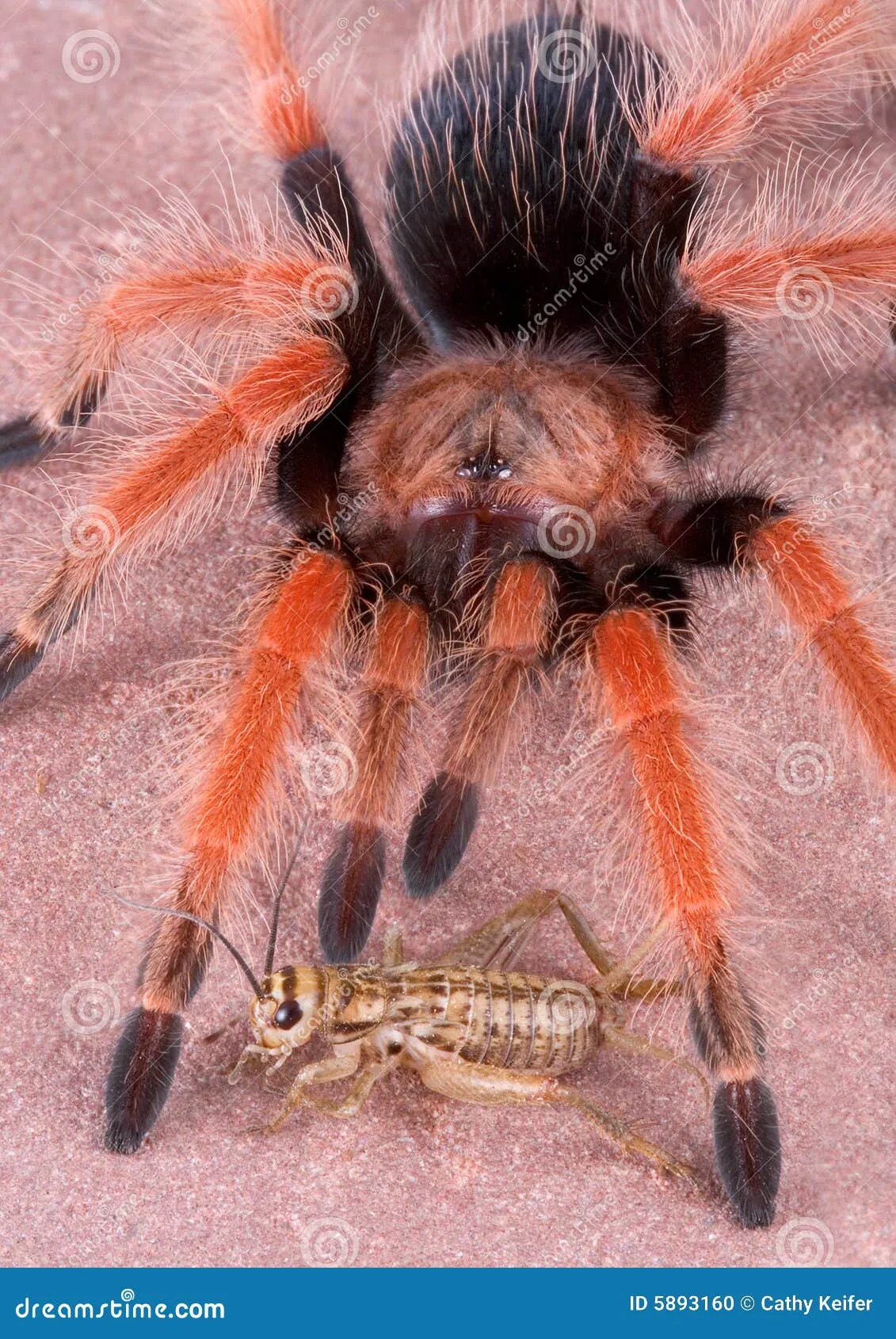 19961 tarantula molting