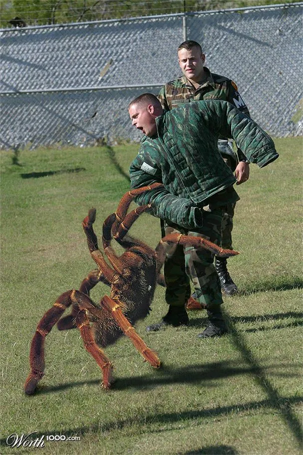 19961 tarantula species