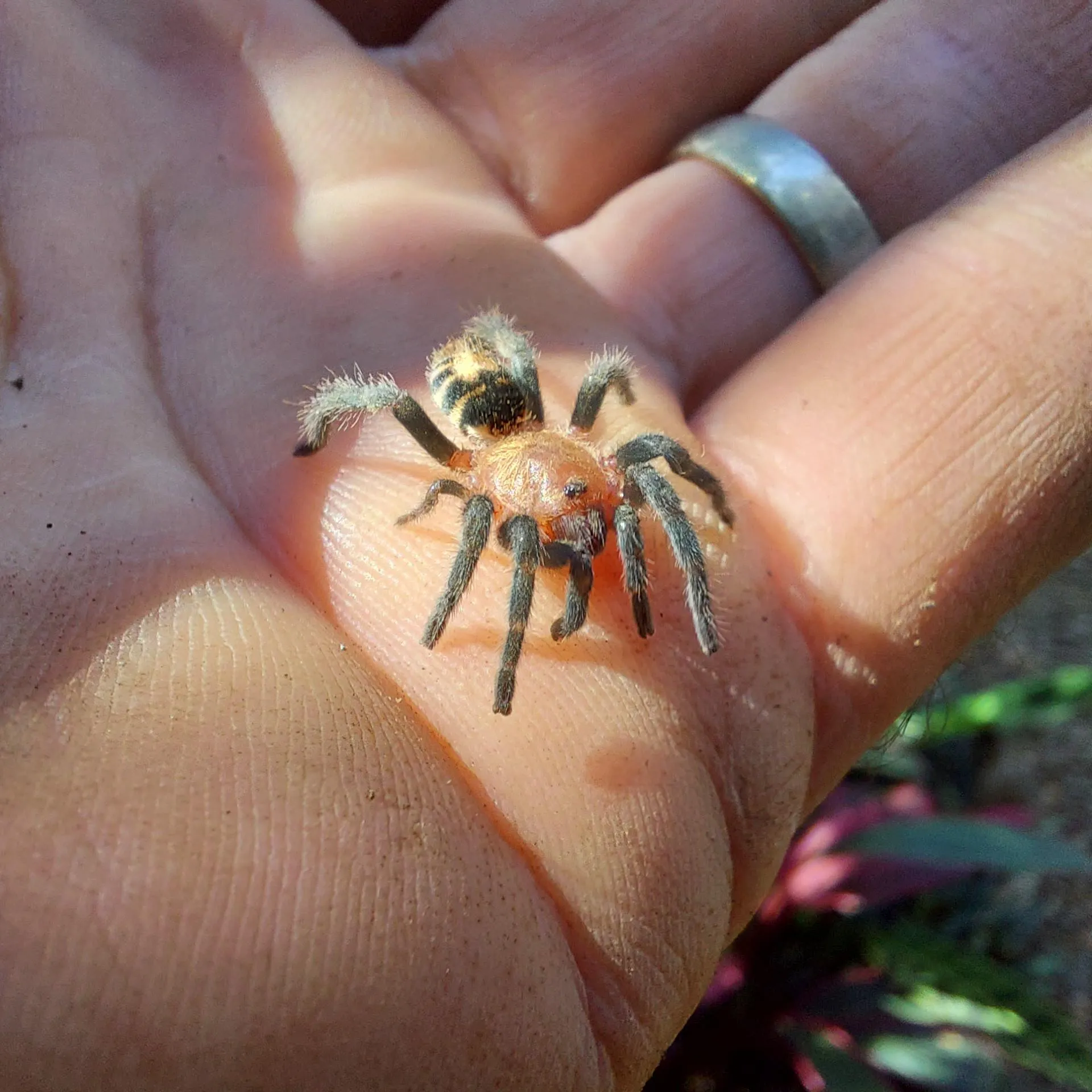 19966 baby tiger rump tarantula appearance