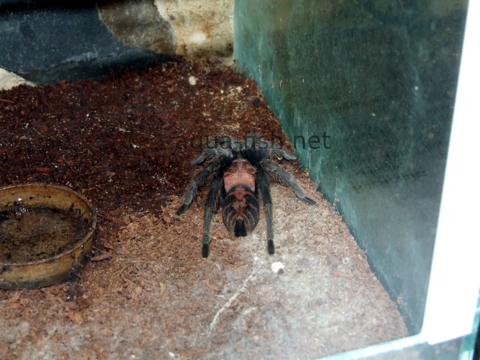 19966 baby tiger rump tarantula feeding