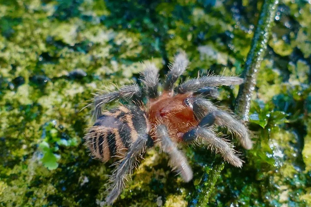 19966 baby tiger rump tarantula habitat