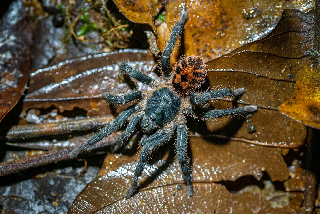 19966 baby tiger rump tarantula handling