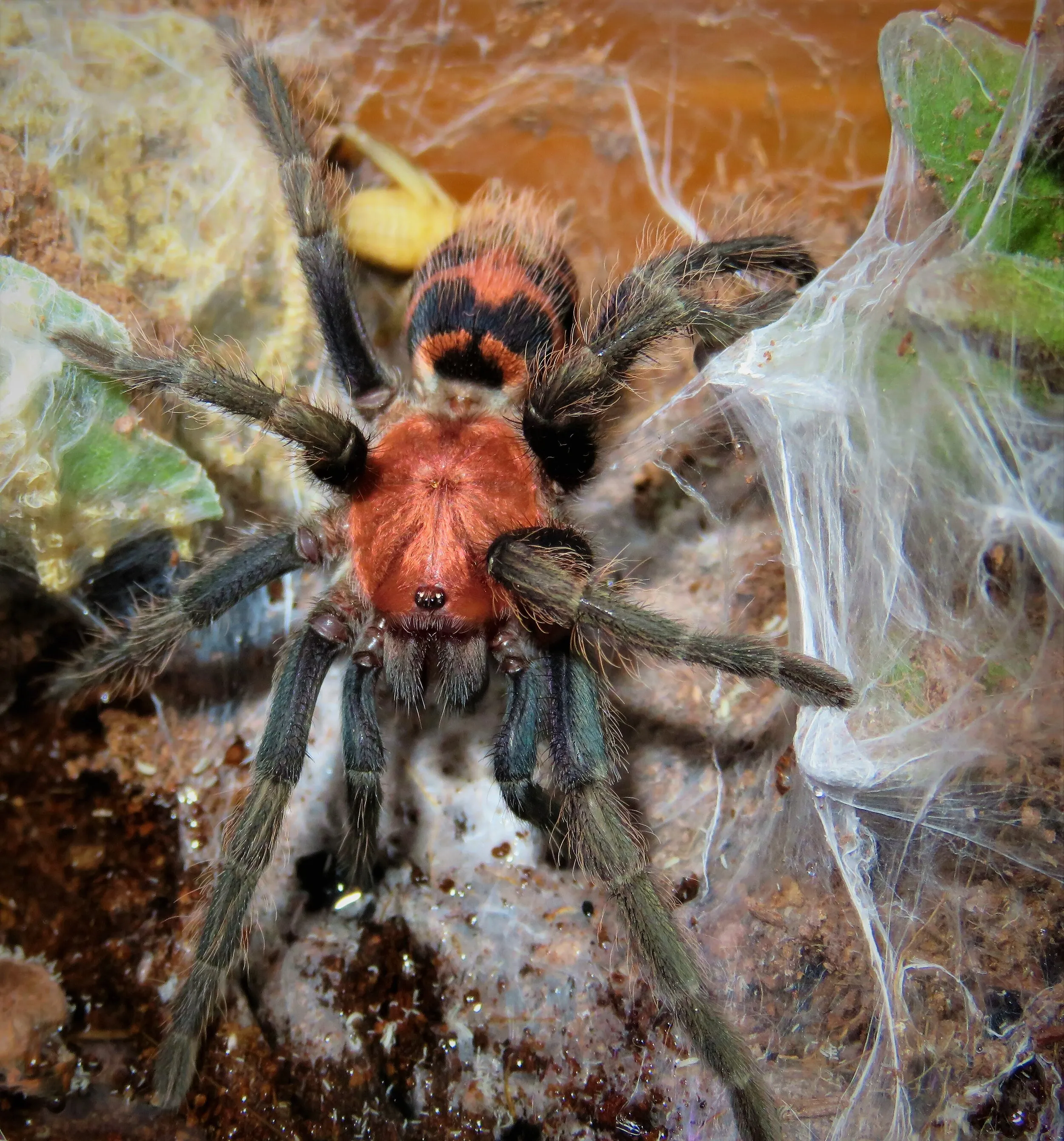 /img/19966-baby-tiger-rump-tarantula-health.webp