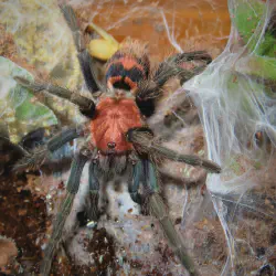 /img/19966-baby-tiger-rump-tarantula-health.webp