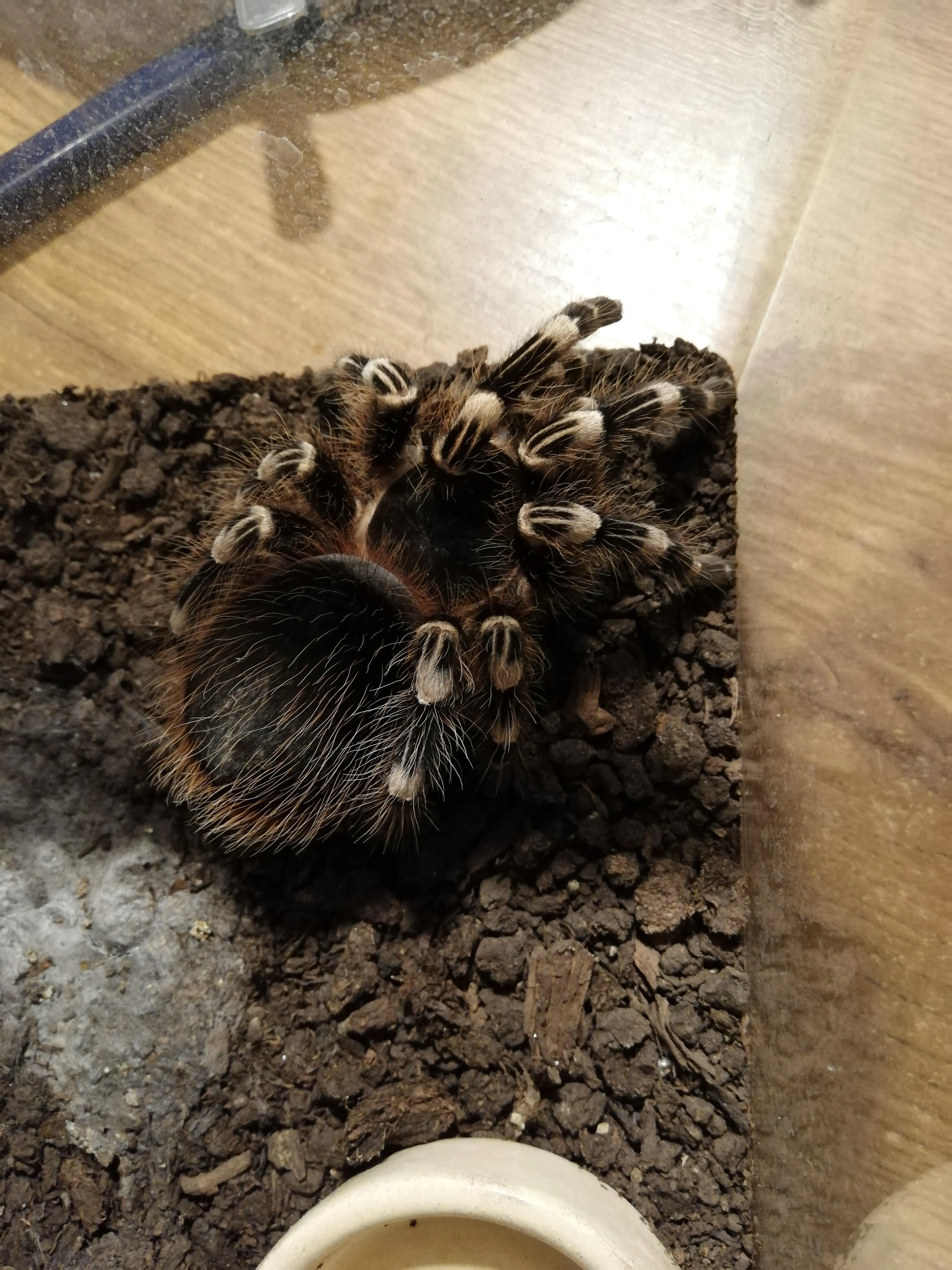 19967 refusing to eat tarantula