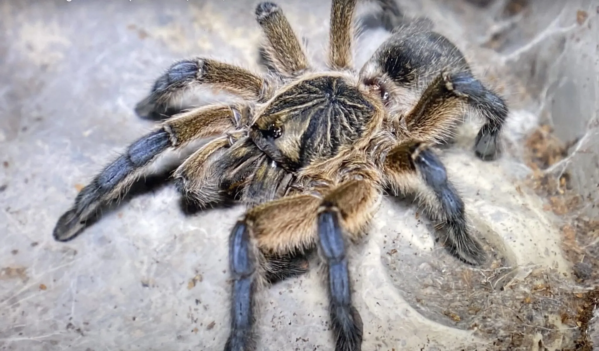 19967 tarantula rehousing
