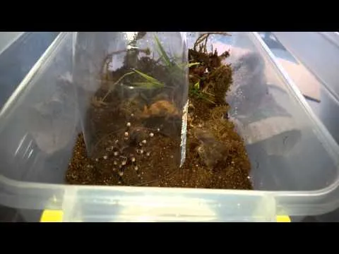 19967 water bowl tarantula
