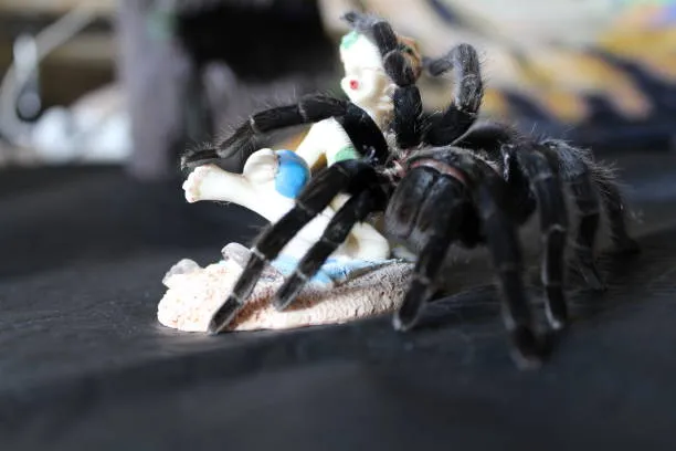 19968 chilean rose tarantula