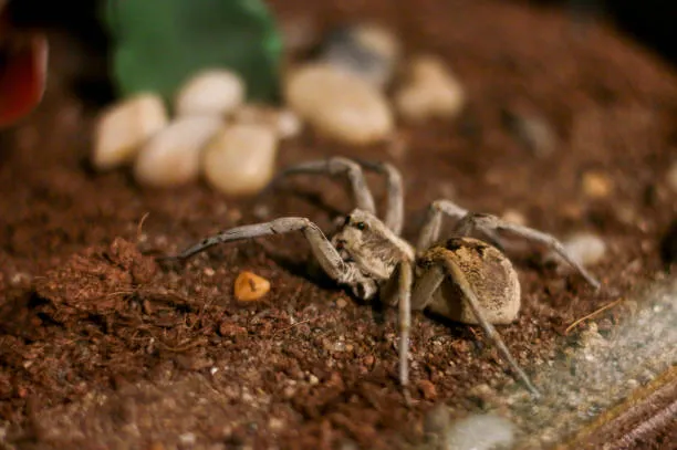 19968 mexican red knee tarantula