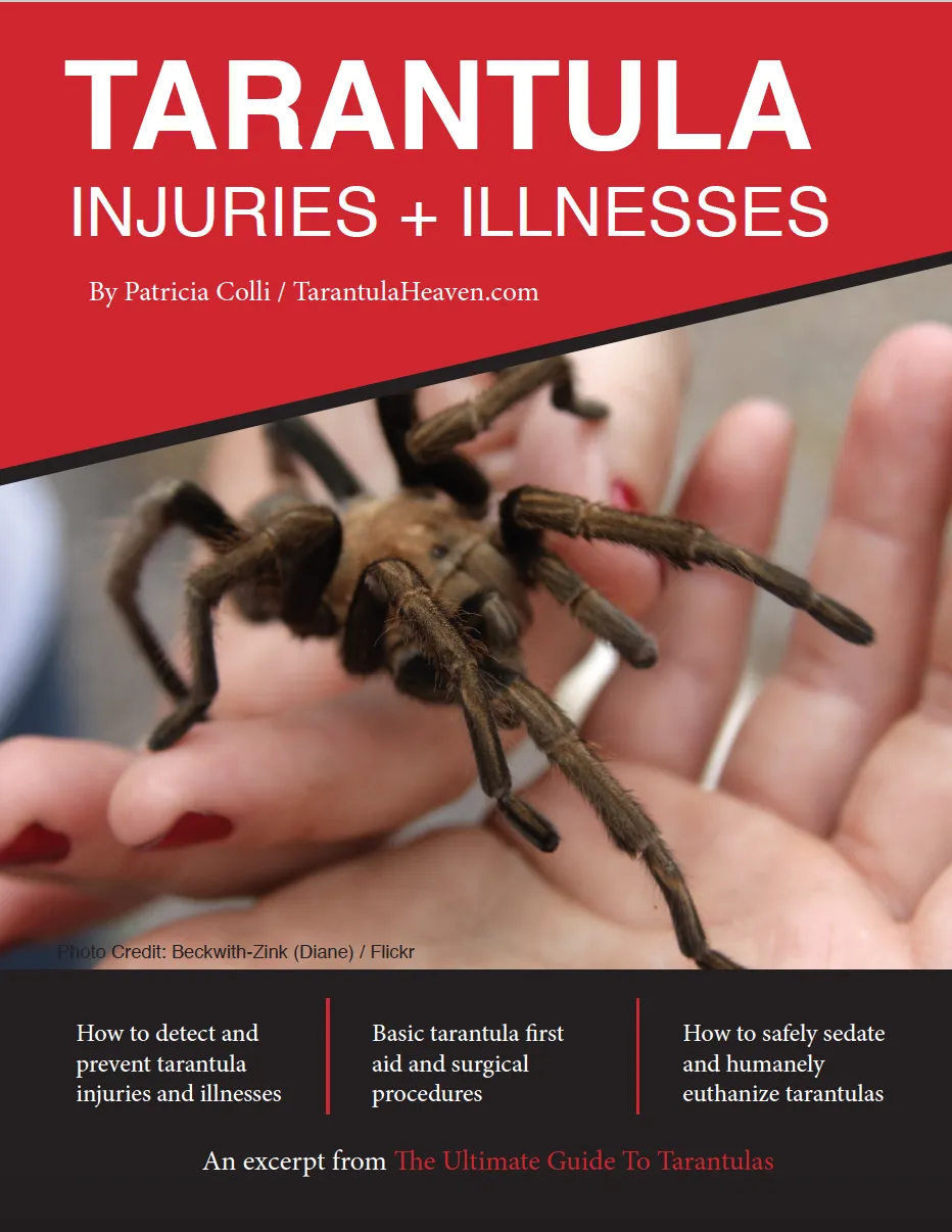 19970 predatory mites for tarantulas