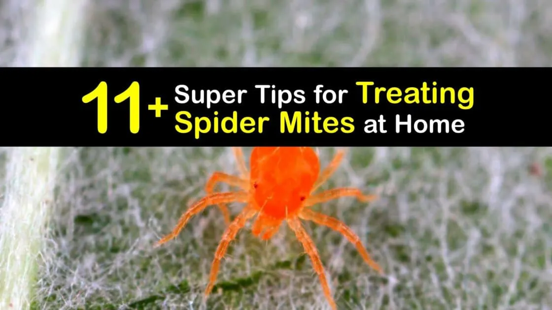 19970 preventing tarantula mites