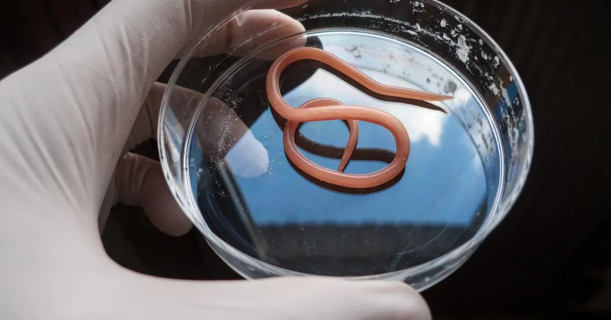 19970 quarantine tarantula