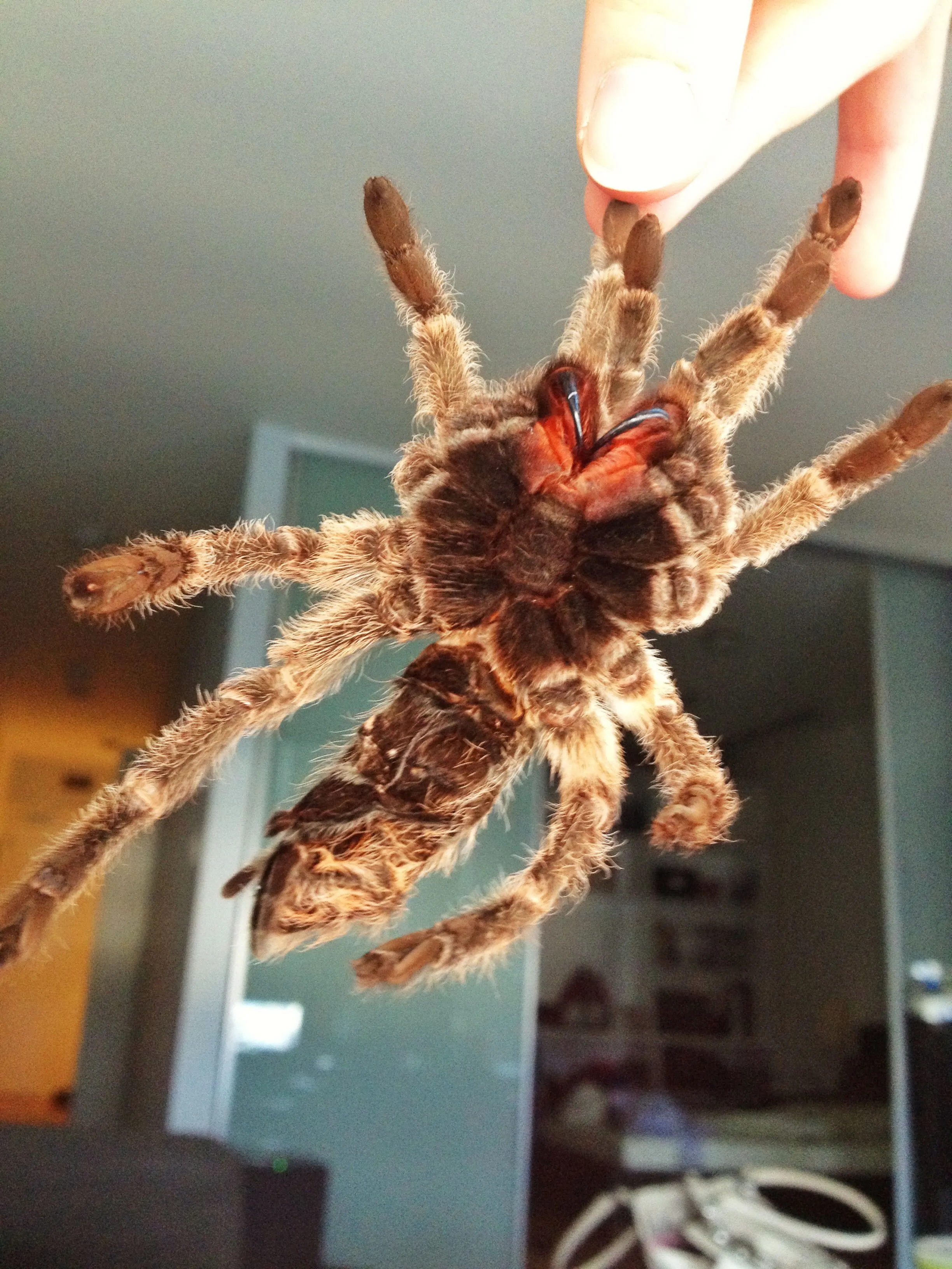 /img/19972-healthy-tarantula.webp
