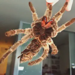 /img/19972-healthy-tarantula.webp