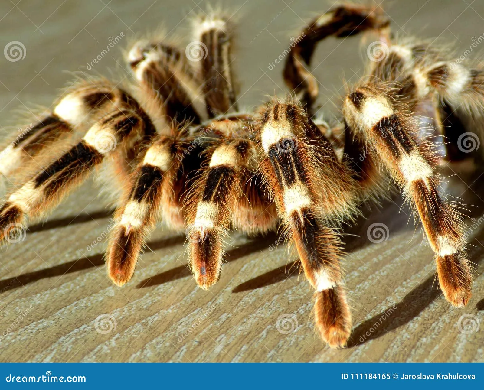19972 tarantula care molting