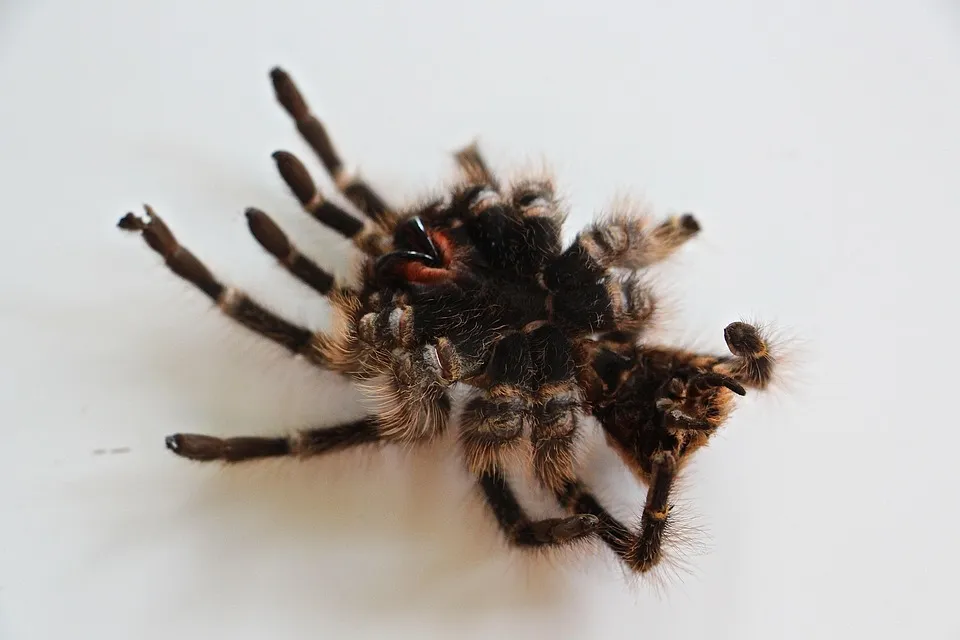 19972 tarantula exoskeleton