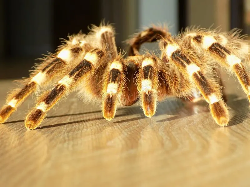 19972 tarantula growth