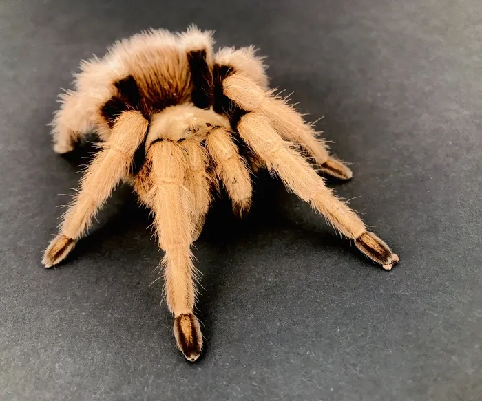 19977 arizona blonde tarantula educational
