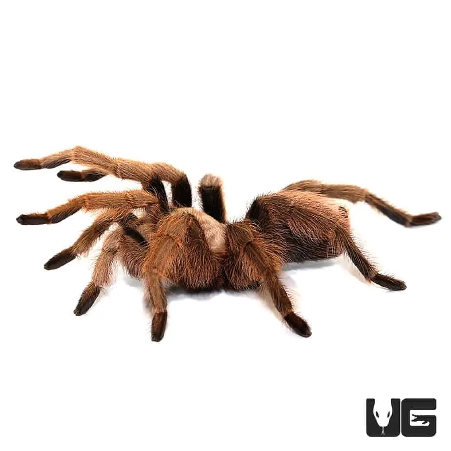 19977 arizona blonde tarantula growth