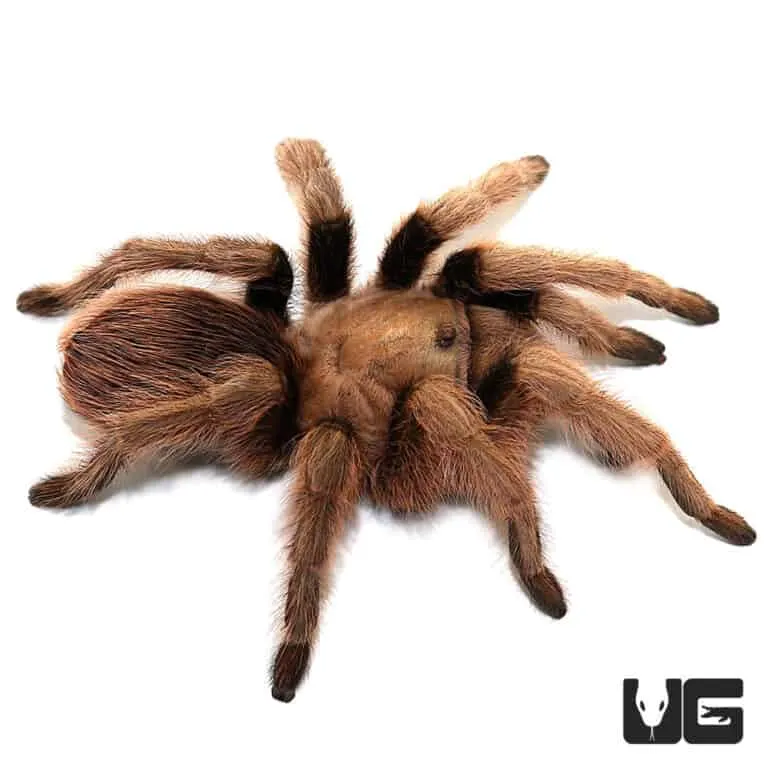 19977 arizona blonde tarantula observing