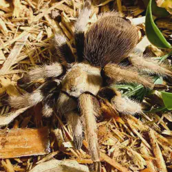/img/19977-arizona-blonde-tarantula-sling-comparison.webp