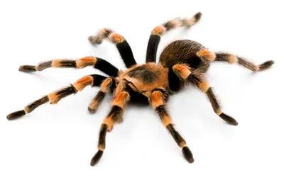19978 healthy tarantula