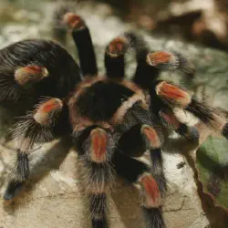 /img/19978-tarantula-moulting.webp