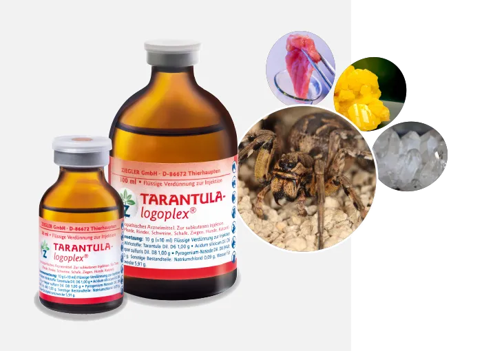 19980 tarantula general health