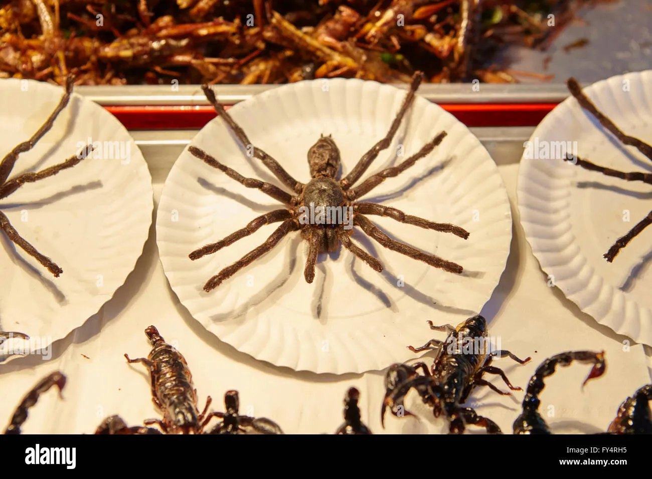 19984 tarantula handling