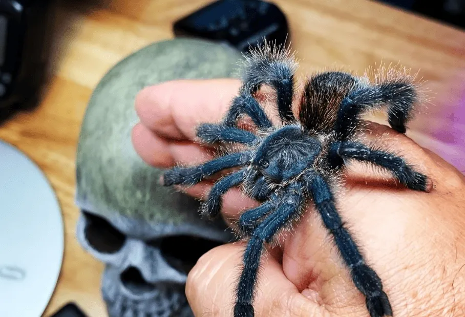 19986 adult pink toe tarantula