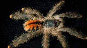 19986 pink toe tarantula molting