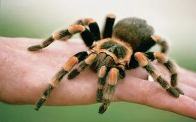 19987 tarantula size comparison