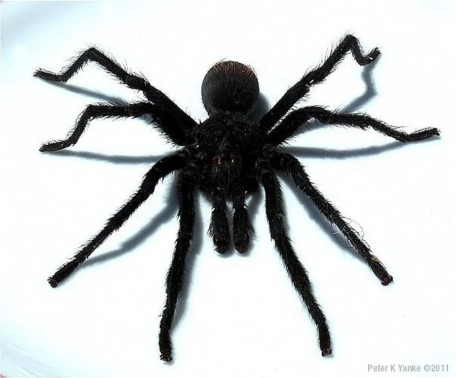 /img/19988-tarantula-species.webp