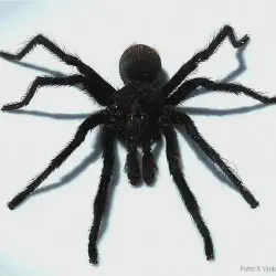 /img/19988-tarantula-species.webp
