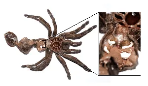 /img/19990-tarantula-molt-jewelry-care.webp