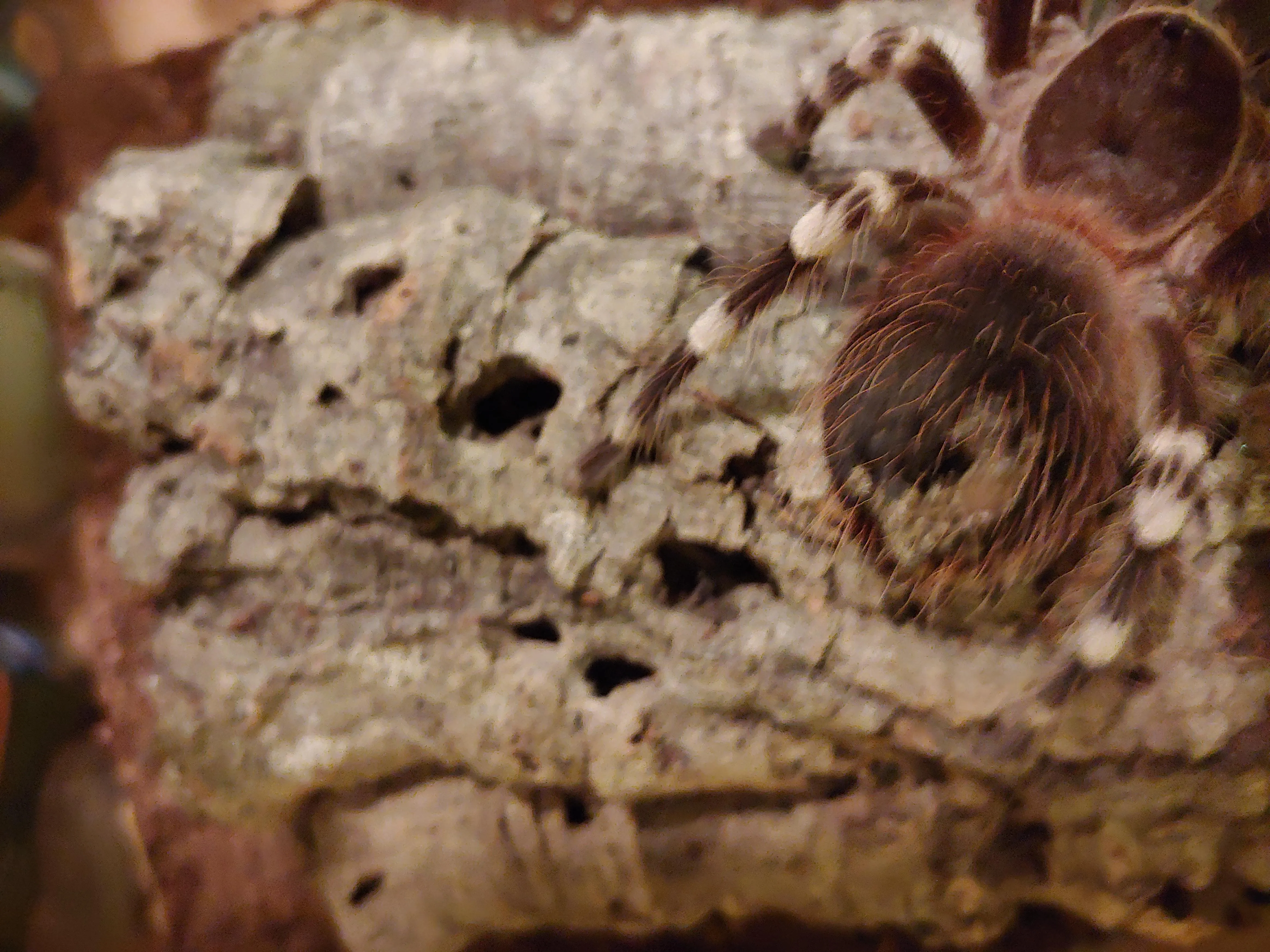 19990 tarantula molt jewelry collecting