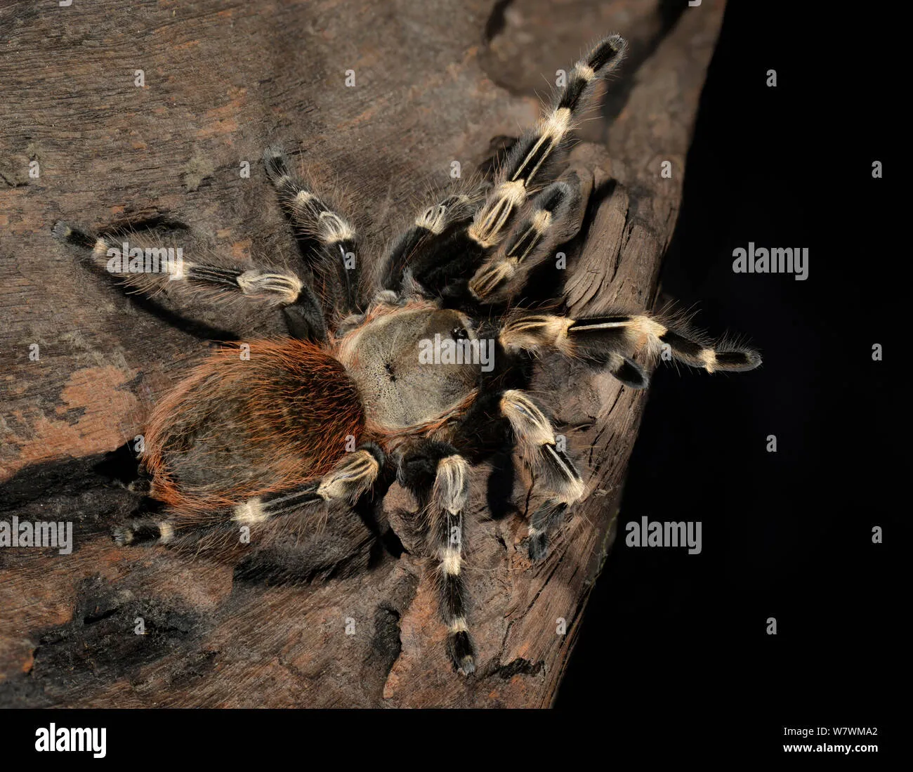 19995 white striped tarantula handling