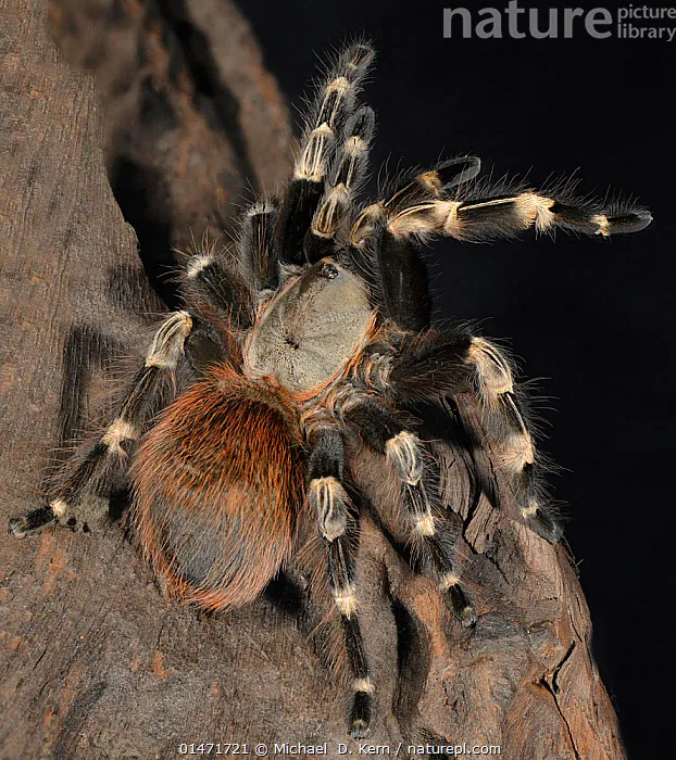19995 white striped tarantula molting