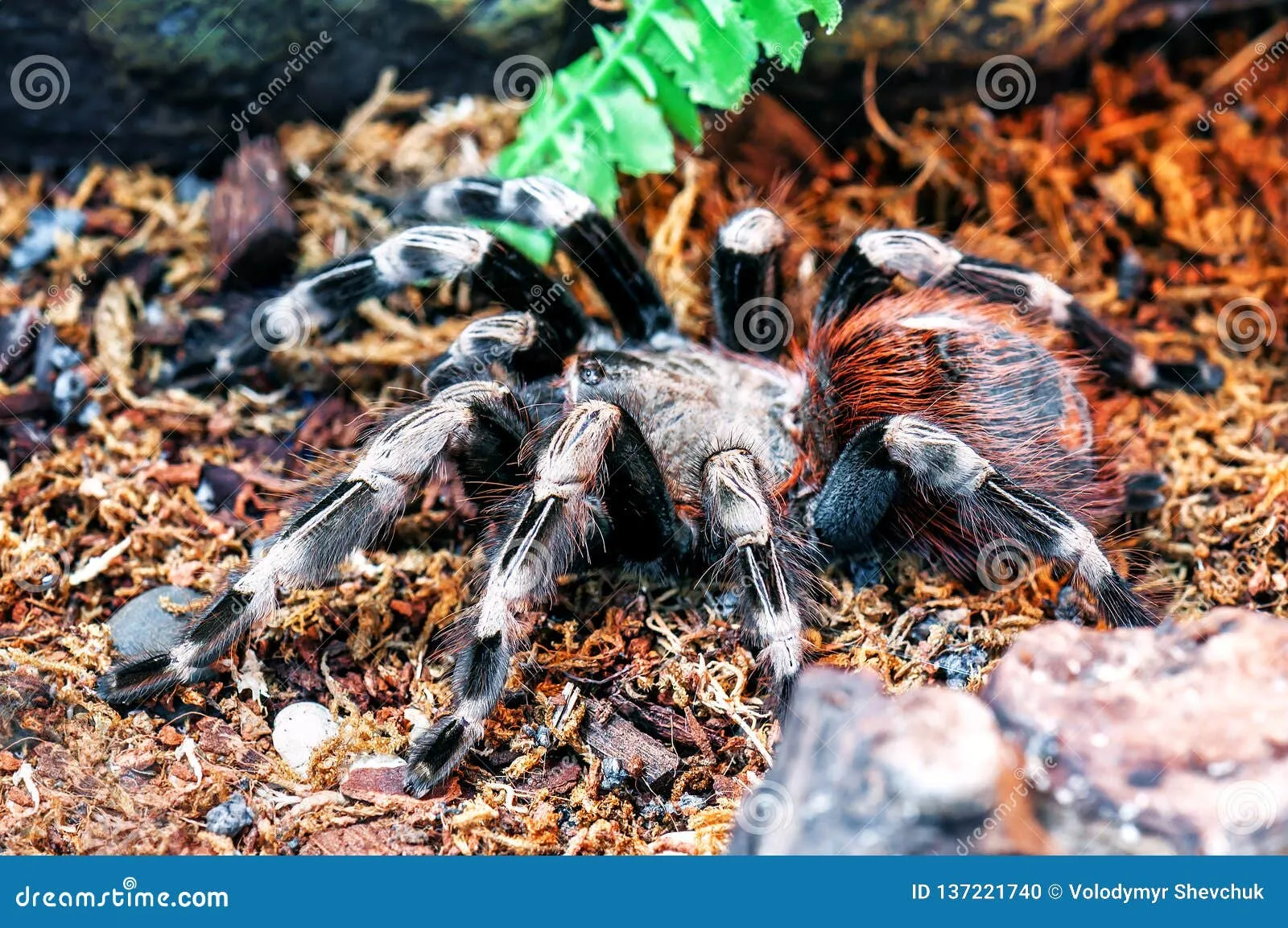 19995 white striped tarantula substrate