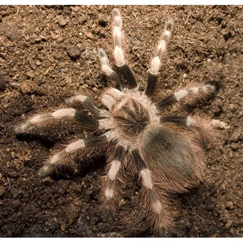 19995 white striped tarantula water