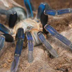 /img/19996-cobalt-blue-tarantula-water.webp
