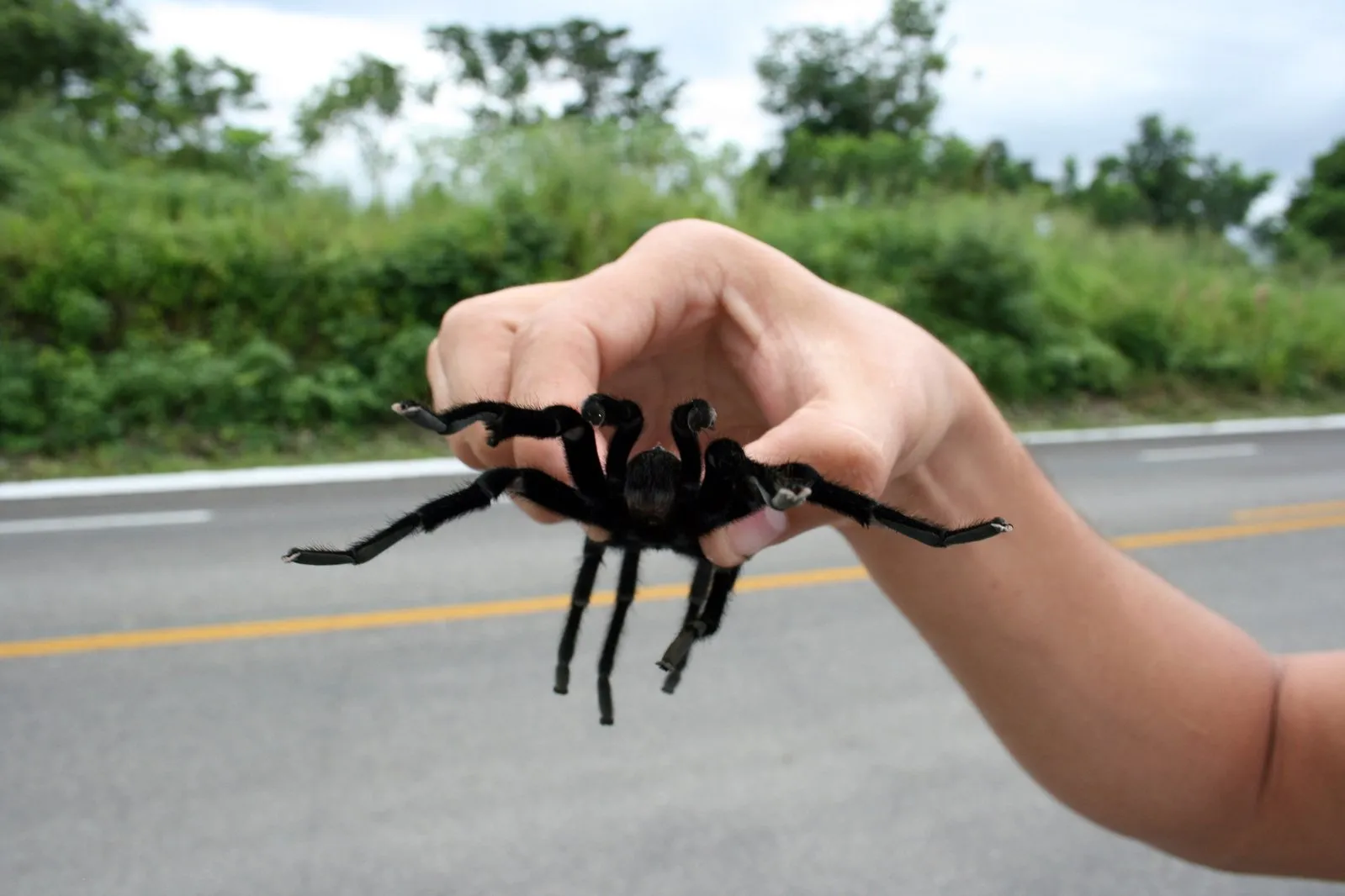 19997 tarantula account locked