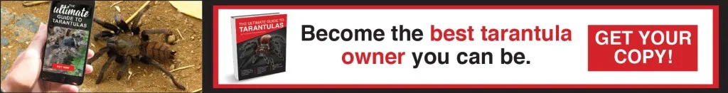 19997 tarantula forgot password